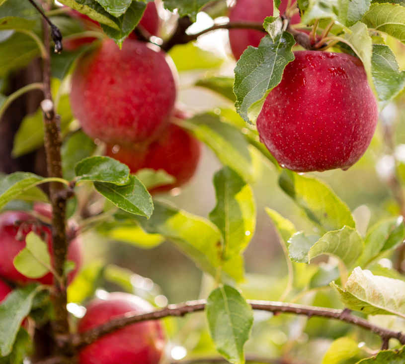 Specialist in hardfruit (appels)